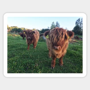 Scottish Highland Cattle Calves 1826 Sticker